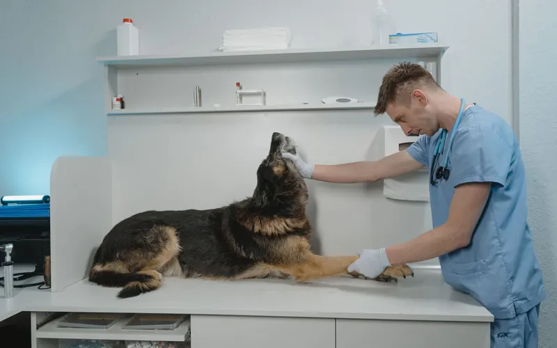 Veterinary Staff Needed!